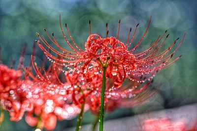 Raindrops on the red spider lilies