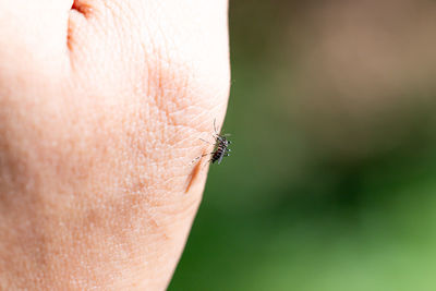 Close-up of insect on human hand