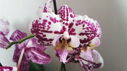 Close-up of pink orchid flowers