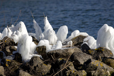 Close-up of swan on frozen lake during winter