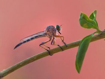 Close-up of insect on plant