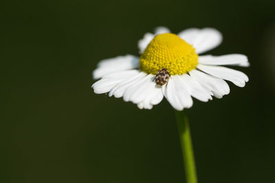 Close-up of white daisy flower