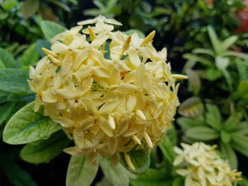 Close-up of yellow flowers blooming outdoors