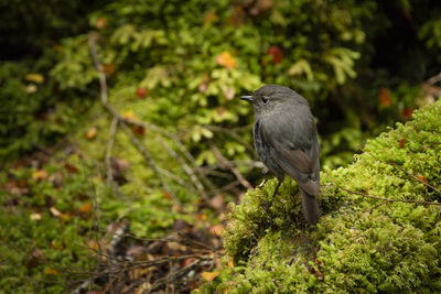 Bird perching on a plant