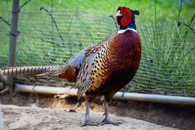 Close-up of a bird