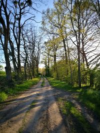 Road amidst trees in forest