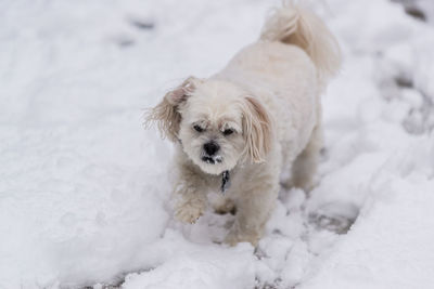 Portrait of dog on snow