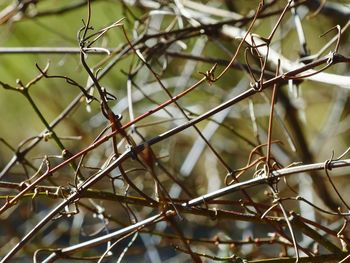 Close-up of plants against blurred background