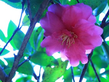 Close-up of pink flowers