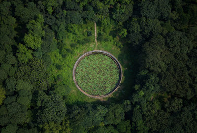 High angle view of plants on land