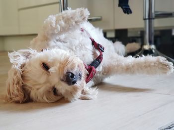 Dog lying down on floor