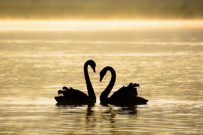 Silhouette water at sunset