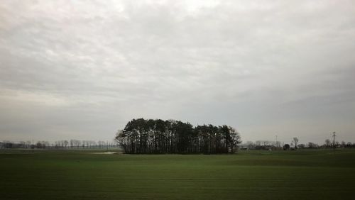 Trees on field against sky