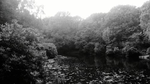 Scenic view of river in forest against clear sky