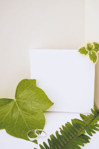 Close-up of leaves on white background