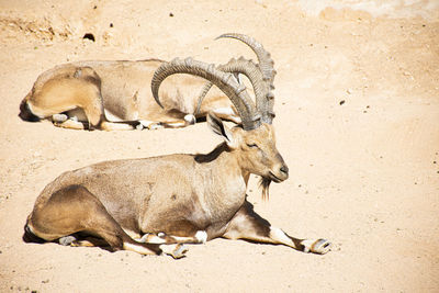 View of animal lying on sand