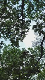 Low angle view of trees against sky