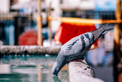 Pigeon drinking water in pond