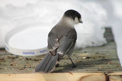 Close-up of bird perching outdoors