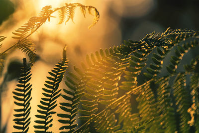 Close-up of fern leaves