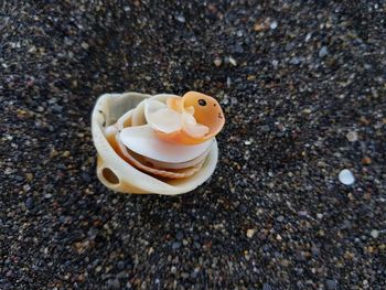High angle view of a shell