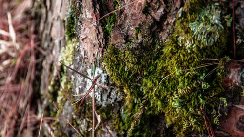 Close-up of lizard on tree trunk