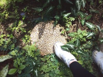 Low section of person feeding by plants