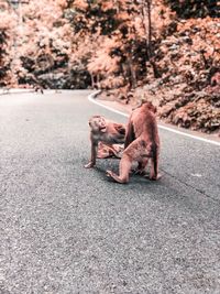 Monkeys fighting on road