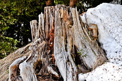 Panoramic view of tree trunk in forest during winter