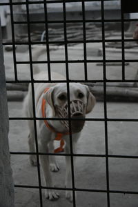 Close-up of dog in cage