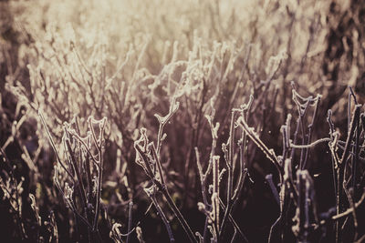 Close-up of plants on field
