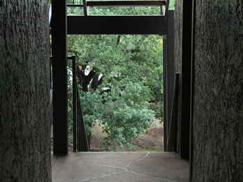 Close-up of plants and trees seen through door