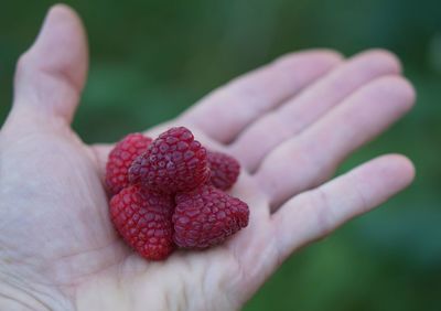 High angle view of raspberries on human palm