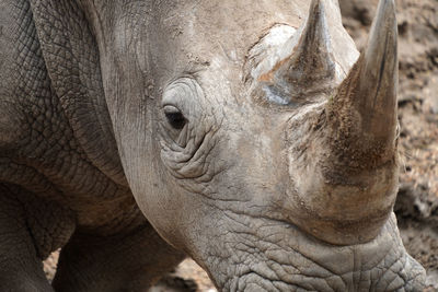 Close-up of rhinoceros