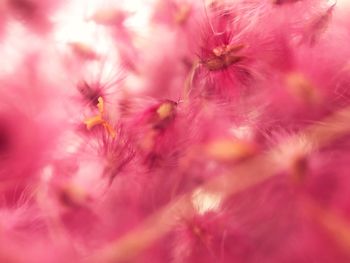 Close-up of pink flowers