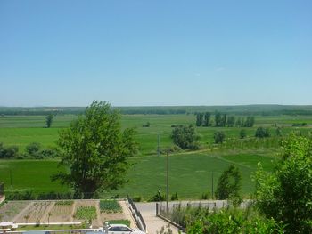 Scenic view of agricultural field against clear sky