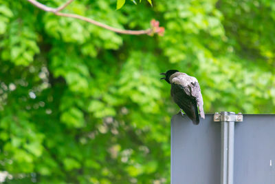 Close-up of bird perching on wooden post