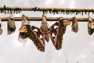 Beautiful rare butterfly on a cocoon