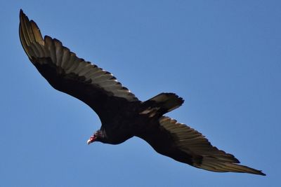 Low angle view of eagle flying against clear blue sky