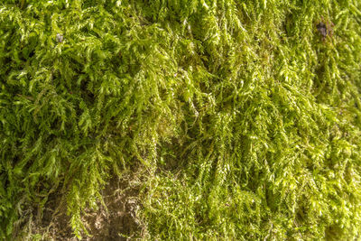 Full frame shot of fresh green plants