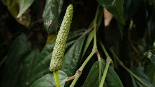Close-up of fresh green plant