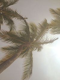 Low angle view of palm tree against sky