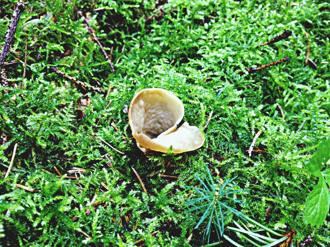 grass, growth, mushroom, green color, animal shell, fungus, nature, field, close-up, plant, snail, leaf, toadstool, outdoors, tranquility, day, high angle view, no people, grassy, forest