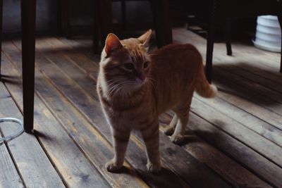 Portrait of cat on floor