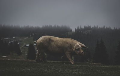 Pig on field against sky during foggy morning