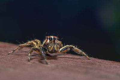 Close-up of spider