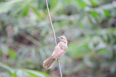 Close-up of bird perching on twig