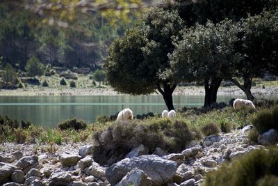 View of sheep on rock by lake