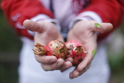 Close-up of hand holding strawberries