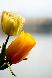 Close-up of yellow flower